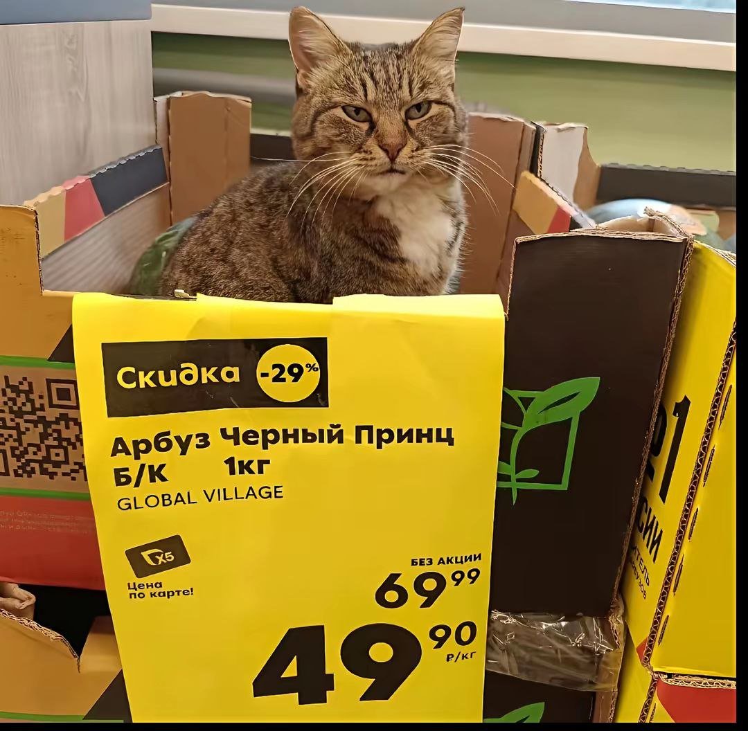 паблик мега бро https://dragonfly-flash.ru/community/tomato — chicaul · Стрекоза