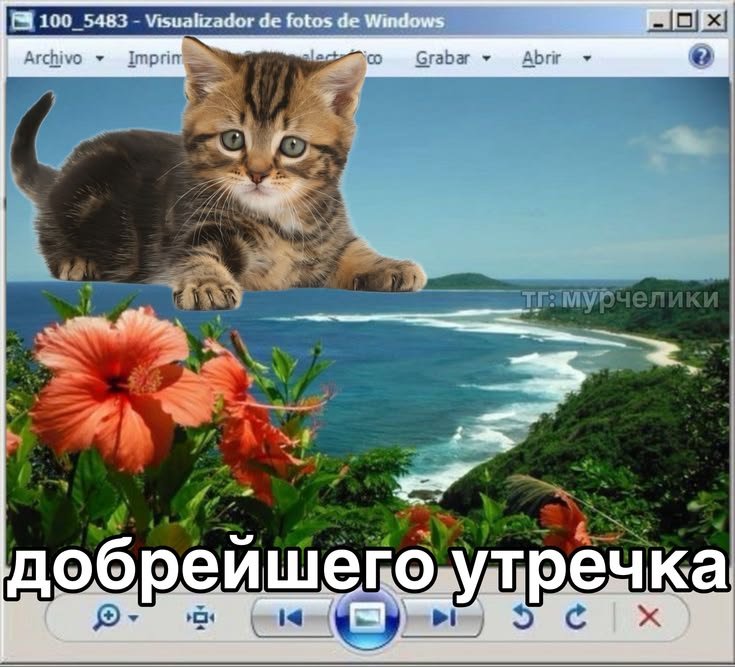 второй выходной. а значит время уборки, убейте меня пж — Moris · Стрекоза
