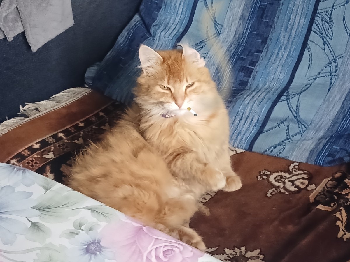 My cat.🤓 Будто смену на заводе отпахала. — Dariow · Стрекоза