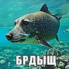 извинитесь — The_Devourer_Of_Spyshenka · Стрекоза