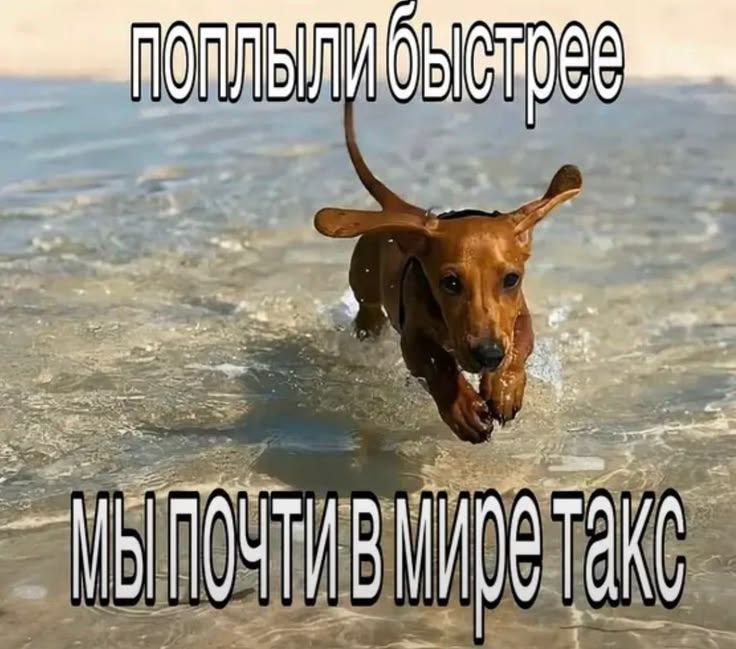 Буль буль — Таксопарк · Стрекоза