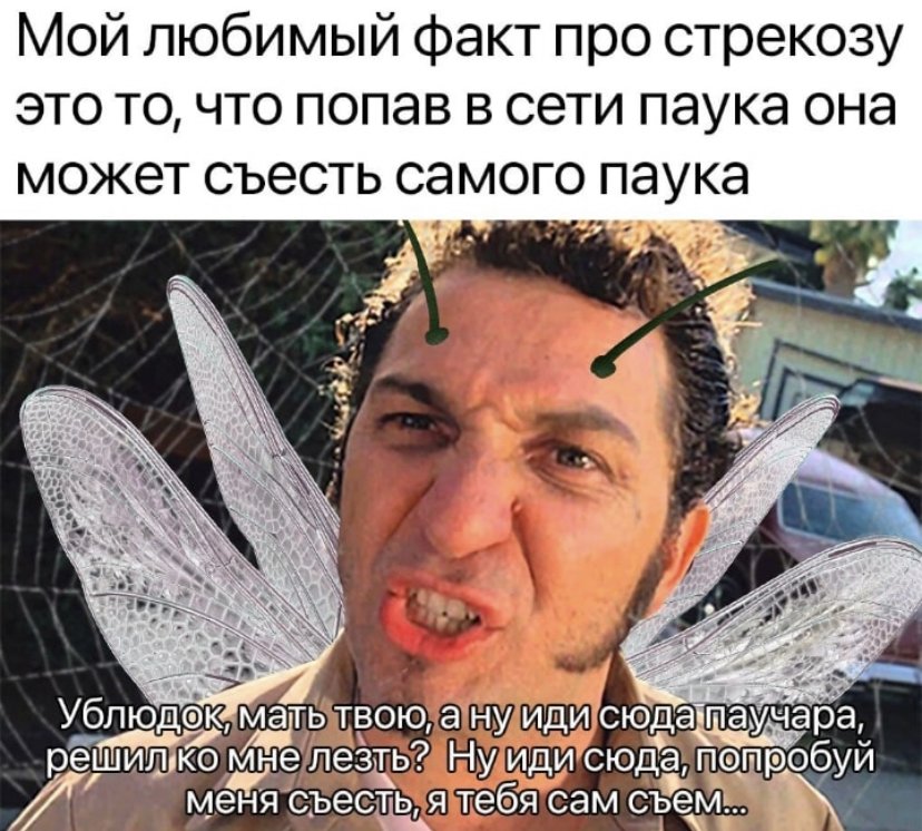 Актуальный мемчик ваапще ржака уебите меня — Kizill_TOP_jr · Стрекоза