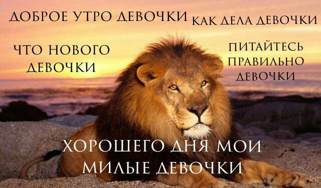 Для вас, девочки, мальчики и админы Стрекозы — LazyComet · Стрекоза