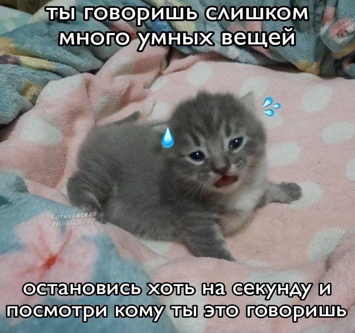 Самое бесячее это когда тебе кто-то что-то объясняет, вроде бы всё по… — Steveechanskiy · Стрекоза