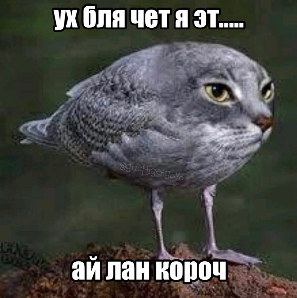 чо вы чувачки, как там живется, как день идет, чо делаете, я вот в то… — newdlez · Стрекоза