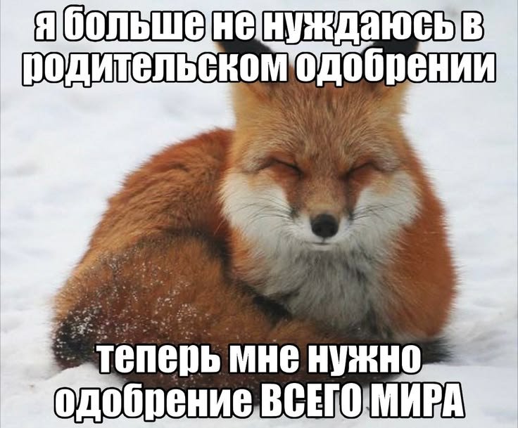 #10 вот да — архив милых животных · Стрекоза