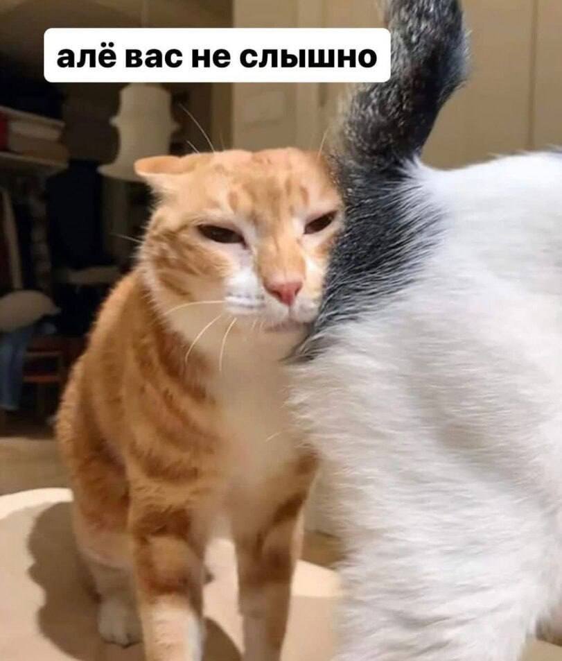 у меня не получается авторизоваться с компьютера. как у вас дела? — Winnee-Puff · Стрекоза