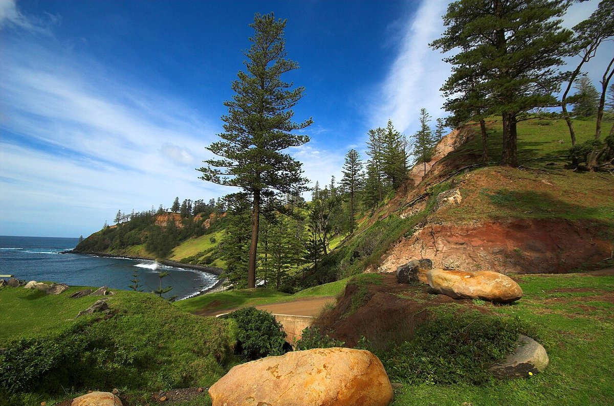 norfolk island pines — nabsjwv · Стрекоза