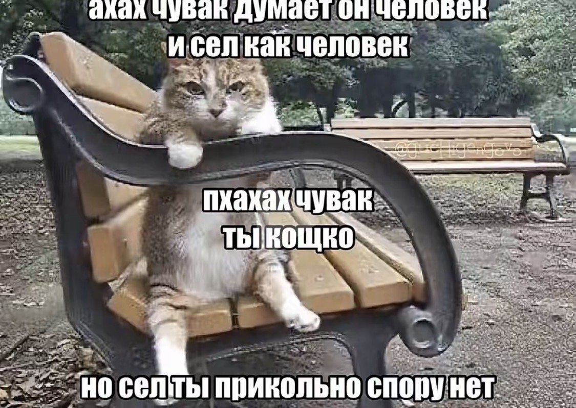 Кот на хайпе — Krabikin · Стрекоза