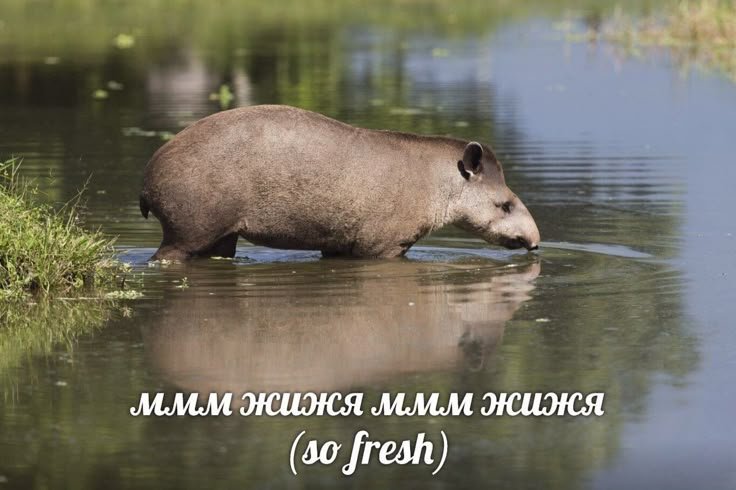 когда дощч идет и ты такой — PostPost · Стрекоза