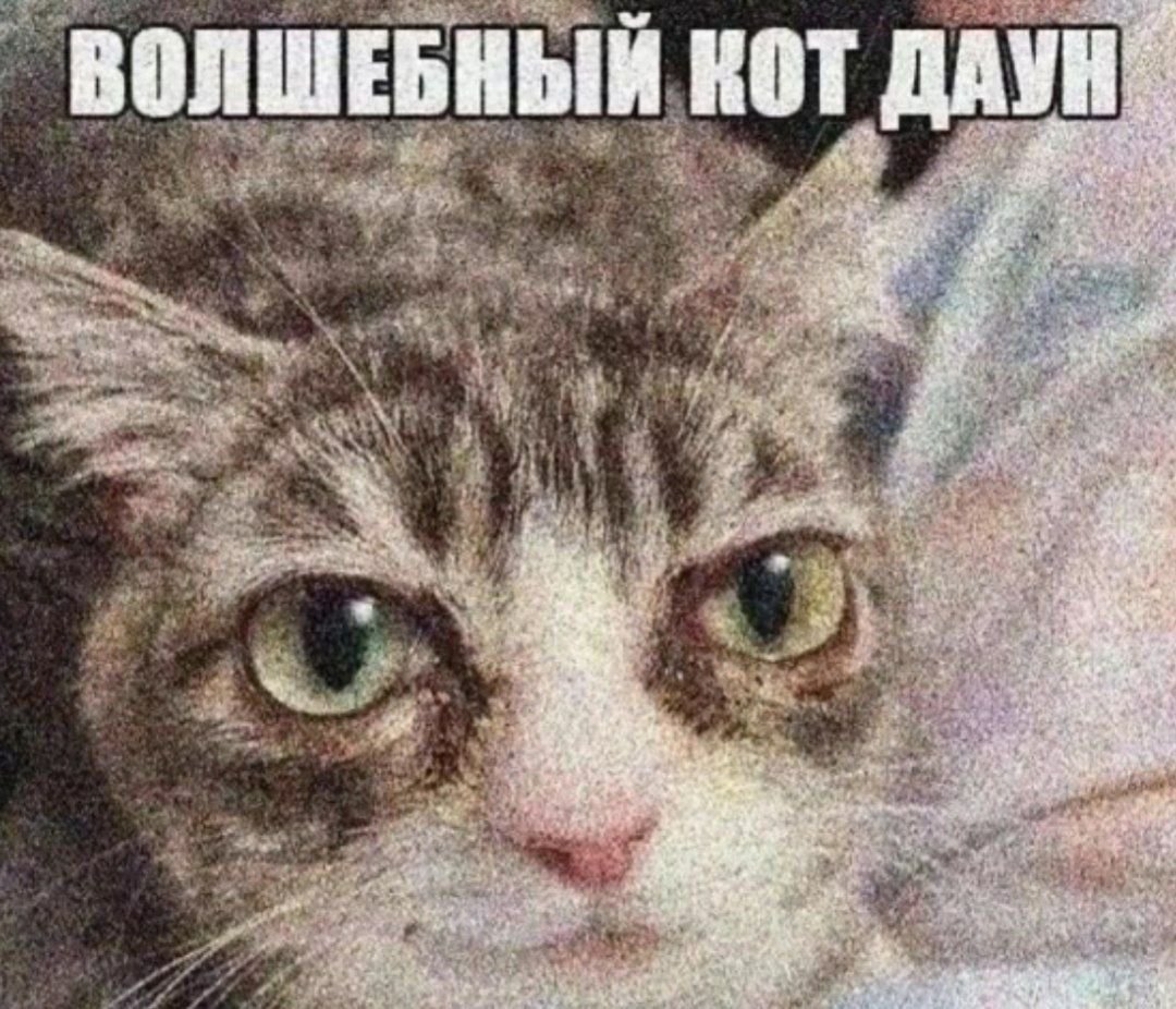 волшебный кот даунволшебный кот даунволшебный кот даунволшебный кот д… — dagadus · Стрекоза