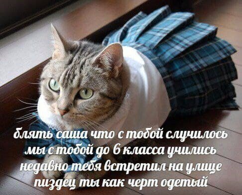 наверное у всех есть такой друг!!!!!! — Dark-Wing · Стрекоза