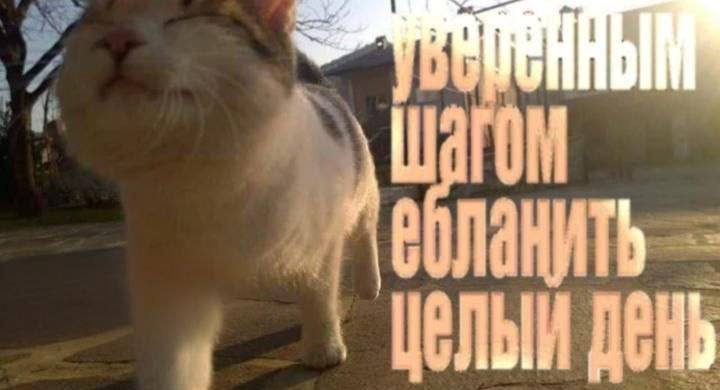 вайбик на сегодня — Pekov_old · Стрекоза
