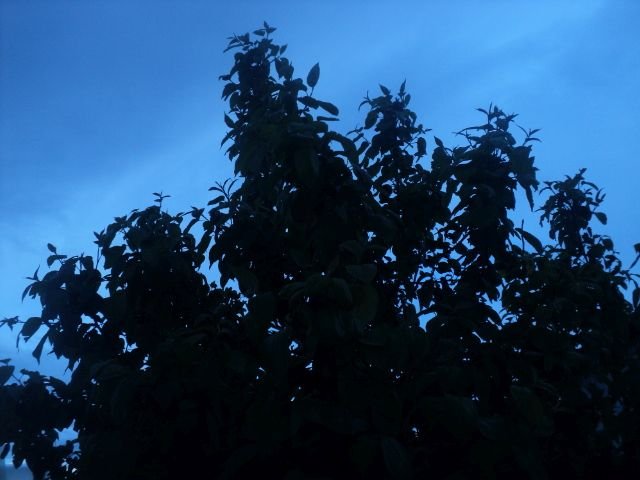 доброе утро всем, вот вам очень вайбовая фотка яблони — kaiter26 · Стрекоза