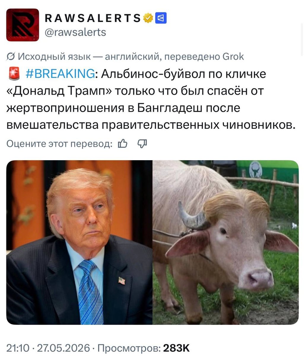 Чиновники в Бангладеше запретили убивать Дональда Трампа к Курбан-бай… — темкин инфокал · Стрекоза