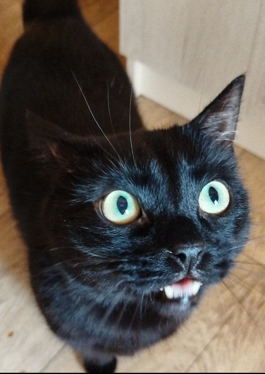 мой любимый котик(R.I.P. 26.07.2025) — flussy · Стрекоза