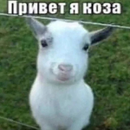всем привеь11!!1!1 — kacherizhka · Стрекоза
