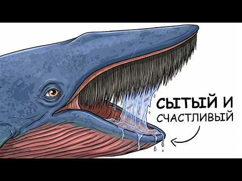 ЗАДАНИЕ 2 УЗНАТЬ И НАПИСАТЬ В КОМЕНТАХ ИНТЕРЕСНЫЕ ФАКТЫ О СИНИХ КИТАХ… — Синий кит · Стрекоза