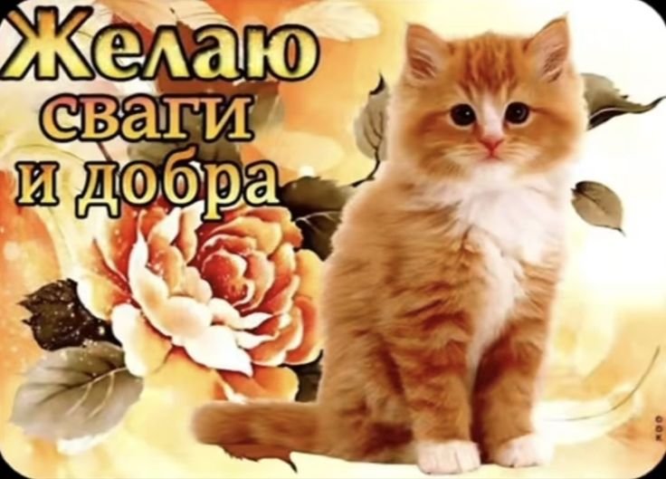 чо каво ребзя — .-_-.KoZeBaYaN.-_-. · Стрекоза