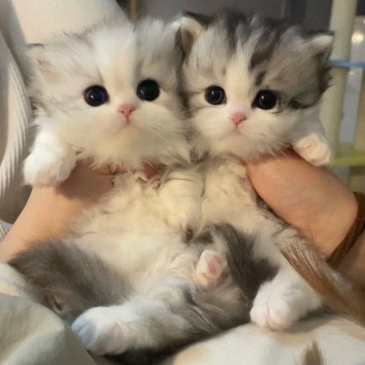 Котята и метал по четвергам #четверг — ollolix · Стрекоза
