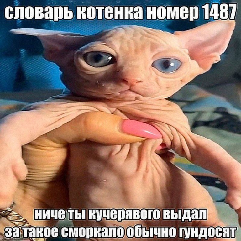 За что? — САМАЯ НИЩЕВАЯ ГРУППА (о да мы такие нишевые блин круто) · Стрекоза