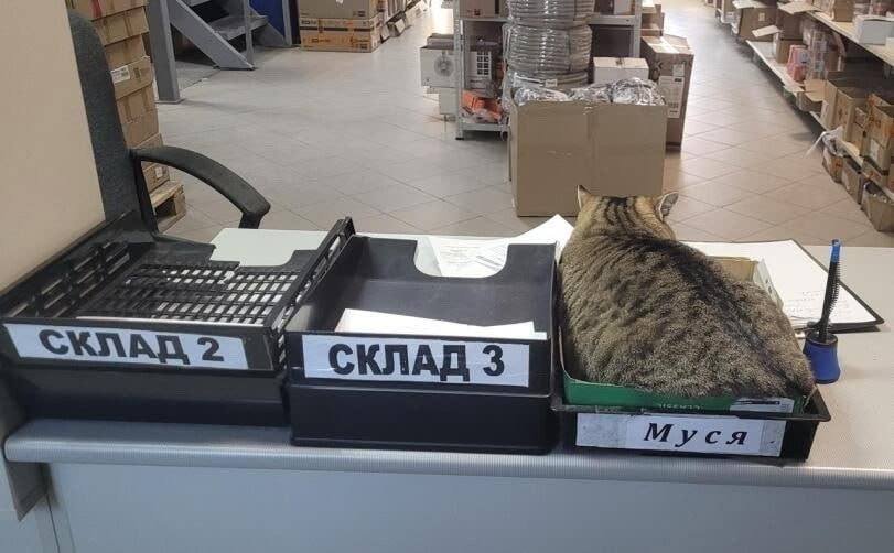 Сколько там еще места у админа на диске? — morkovka22 · Стрекоза