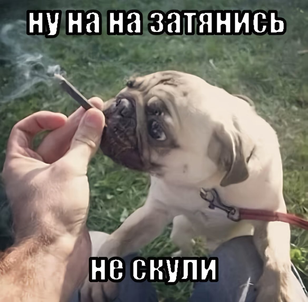 Сучёнок — the_dtrikkster · Стрекоза