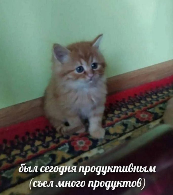 всем сладких снов, ребятня!!! пока на матрасике лежу, мб усну мб не с… — tashkentov · Стрекоза
