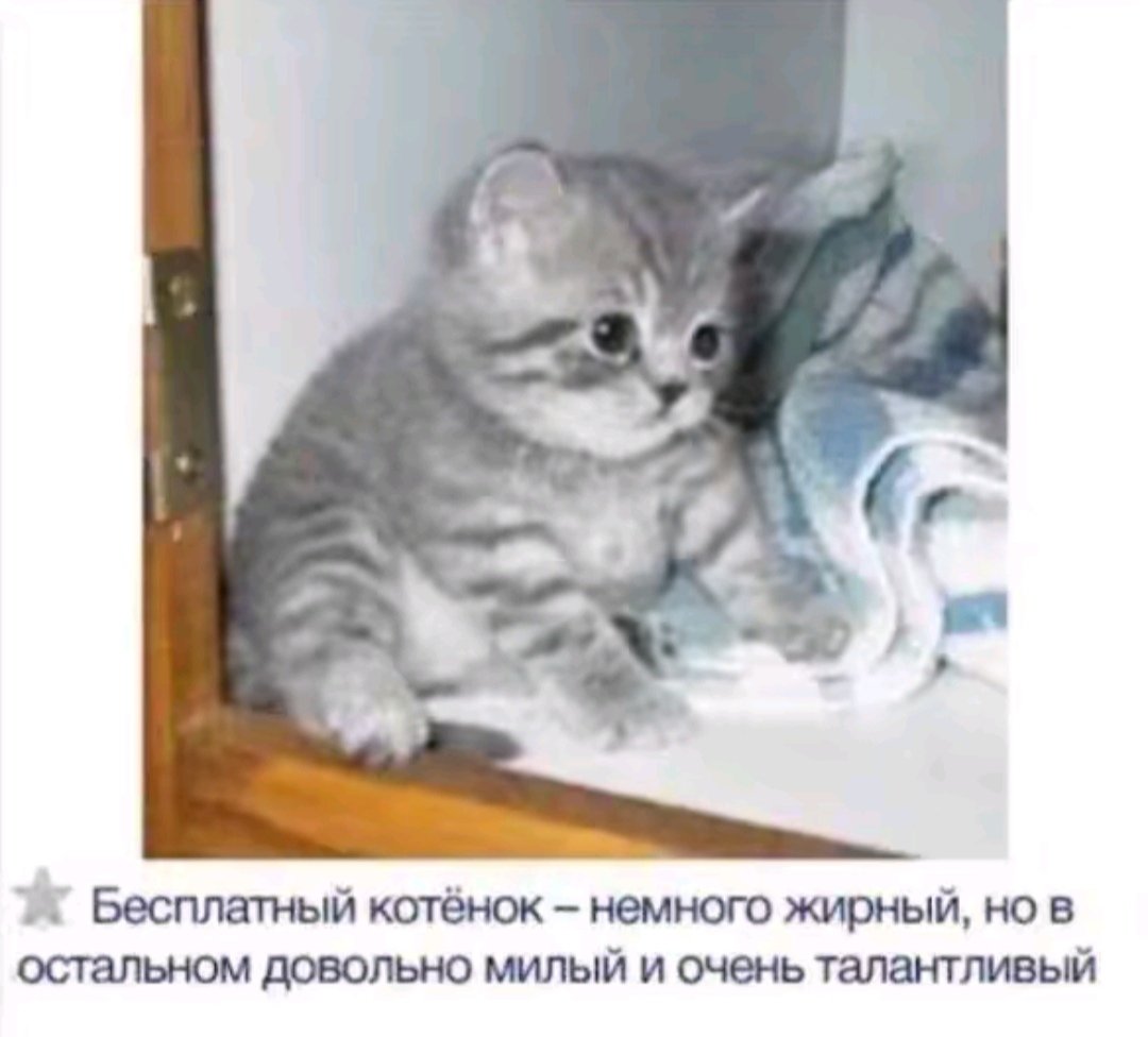 Продажа котенка — Muskatni_oreshik · Стрекоза