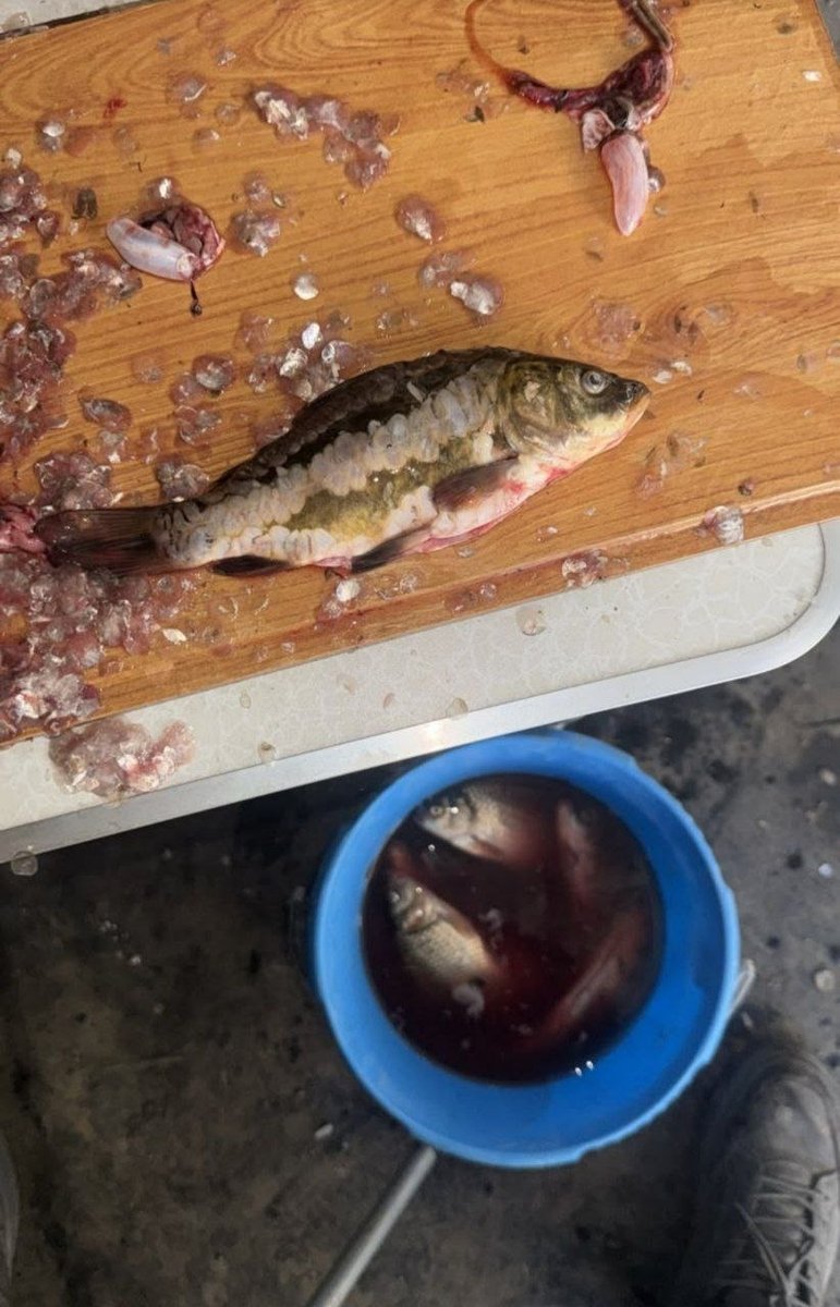 ебашу секель щас на сковородочку да под водочку ай мама дорогая 😍😍 — andrikarmani · Стрекоза
