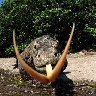 когда ты самая крупная ящерица в мире, но всё равно не можешь сдержат… — sweetpastry · Стрекоза