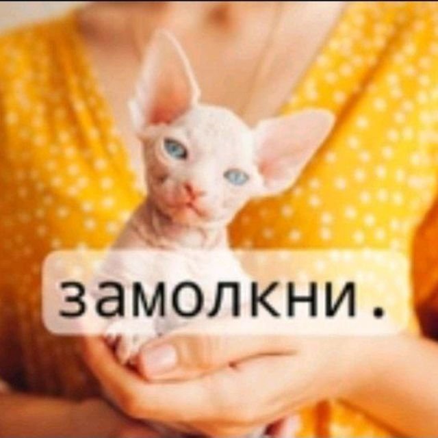 замолкни. — h3adsh0t · Стрекоза