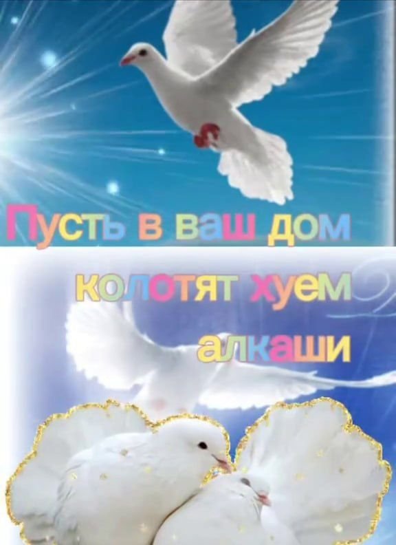 Либо мне кажется либо пора уже нормальные посты делать с норм фотками? — maligasaaer · Стрекоза