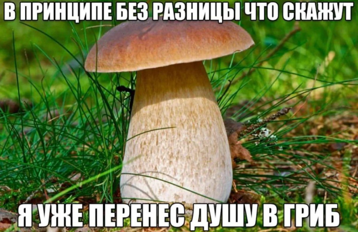доброе утро — eepy · Стрекоза