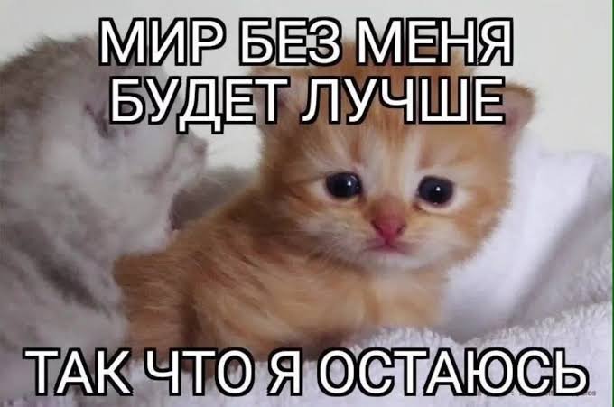 10 вечера - самое подходящее время постить котят. — Kpekepp · Стрекоза