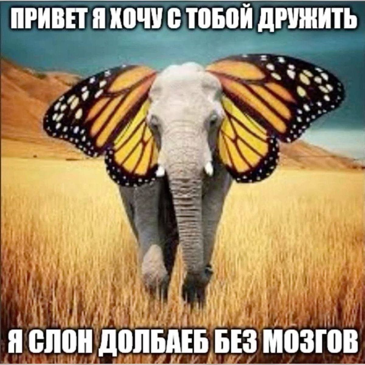 А на день рождения будут дарить звезды? У меня день рождения, хочу по… — SomeRice · Стрекоза