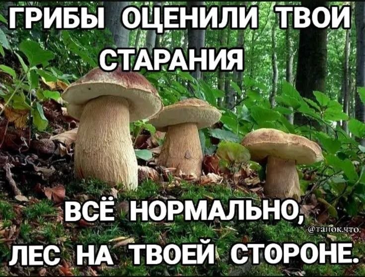 Новые мЭмчики на тему грибов подъехали)) Как думаете, лучше выложить… — СИНИЙ ГРИБ · Стрекоза