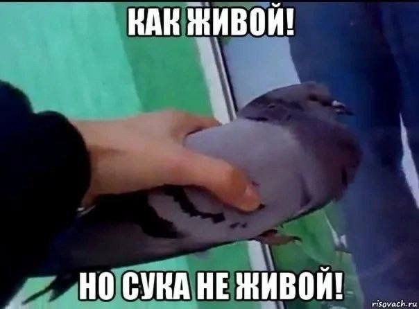 Коротко и по делу о состоянии души каждого трудящегося в общепите/сфе… — Boss_Sobaki · Стрекоза