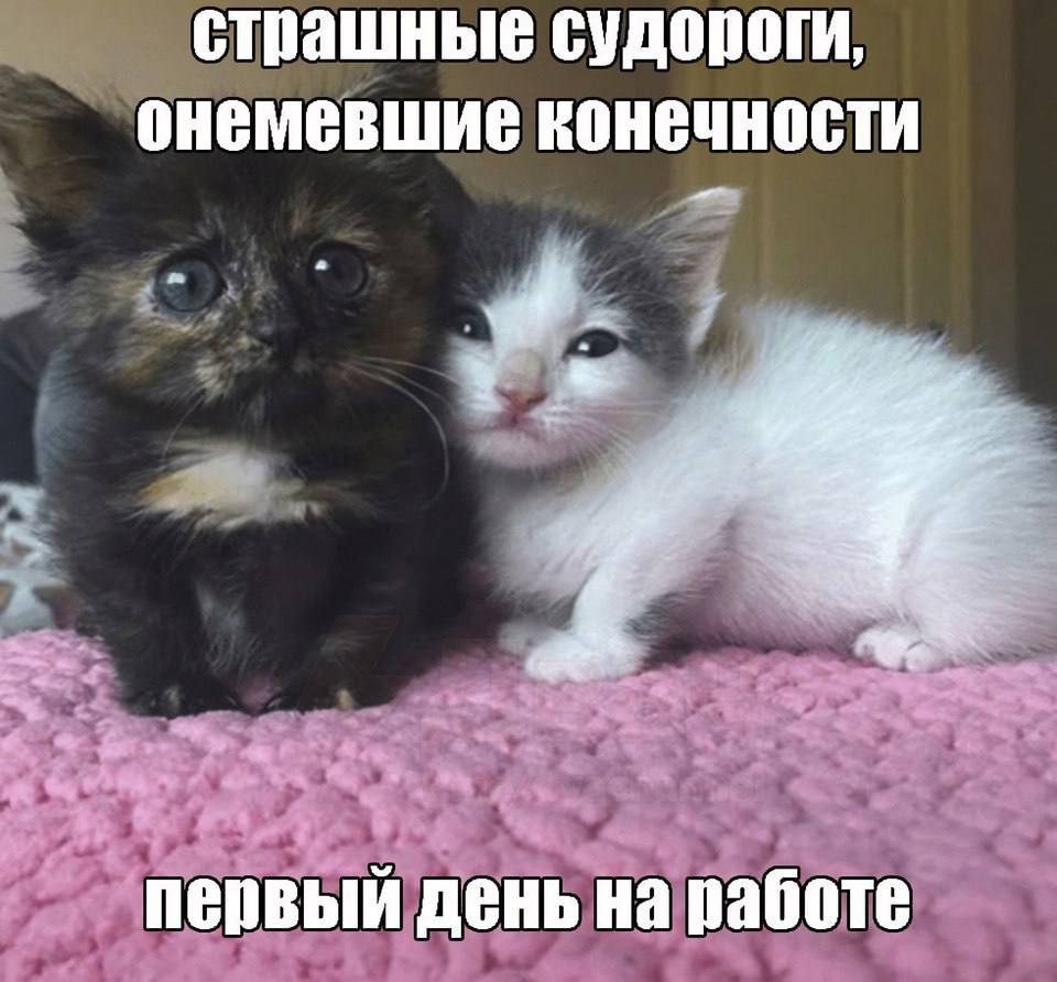 Всем безработным большой привет, желаю счастья и процветания!) Работя… — SomeRice · Стрекоза