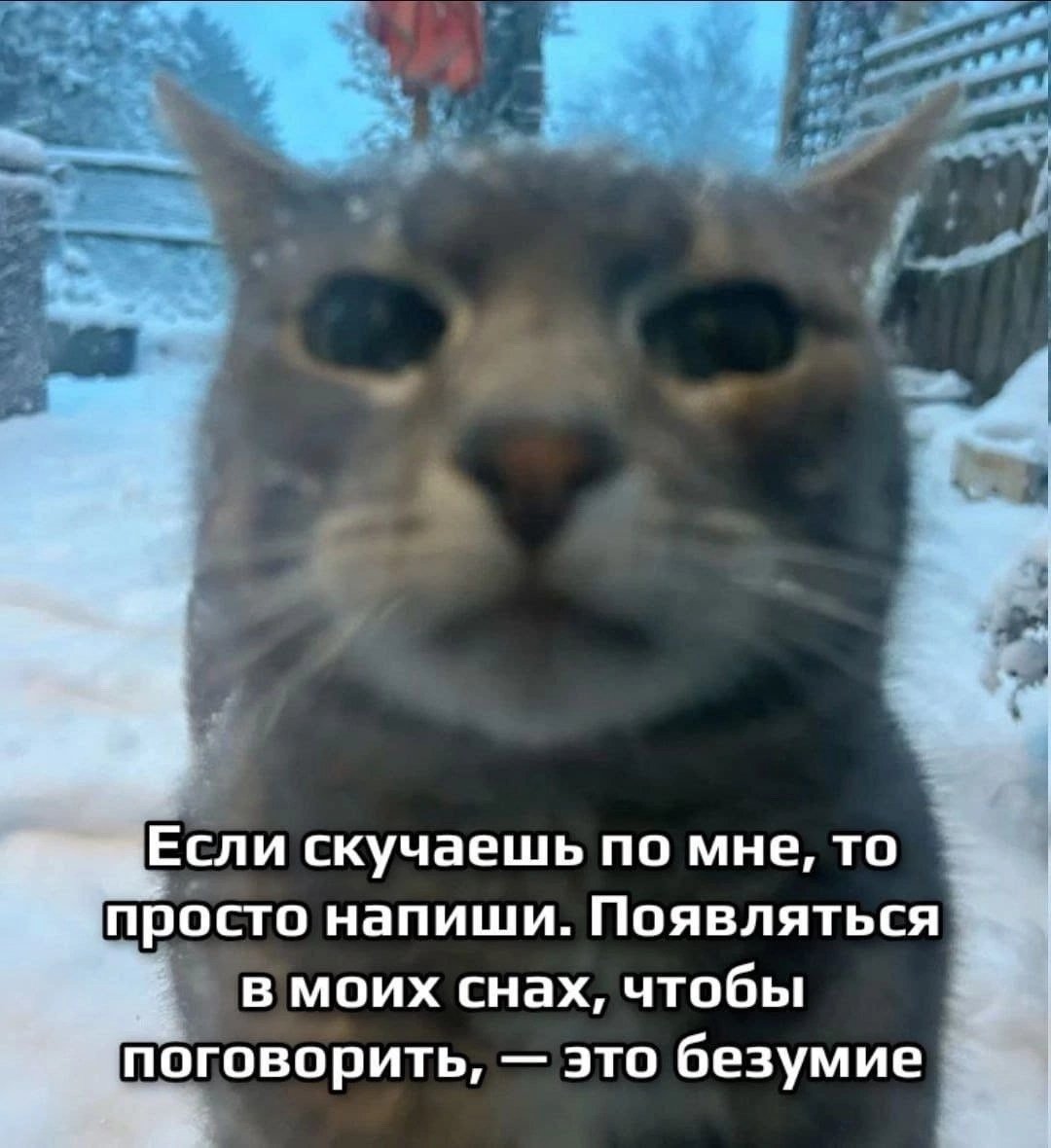 :3!! — ysan_420 · Стрекоза