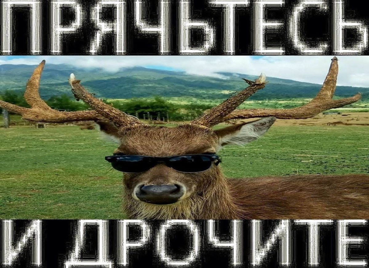 #ЗаЛектора — Kotofeycommander · Стрекоза