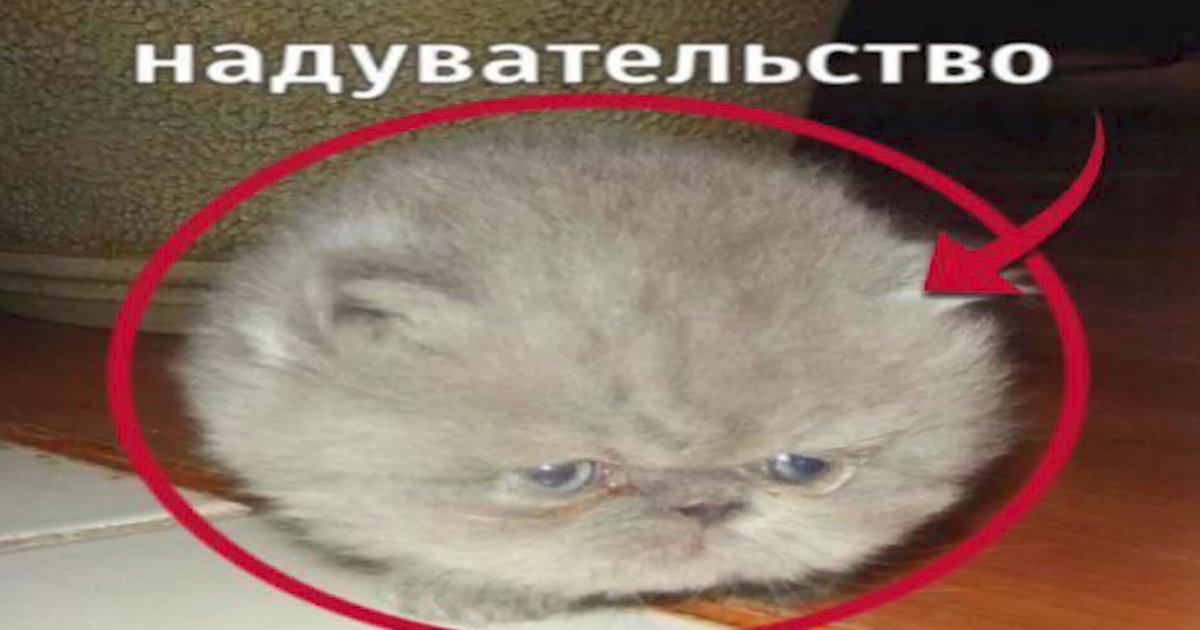 уебаны заебали дудосить vpn, сука жить нормально не возможно только с… — Мысли аута · Стрекоза