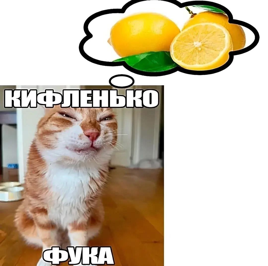 Новый сезон, новые мемы... Кстати диплом защитил на отлично, 11 числа… — SomeRice · Стрекоза