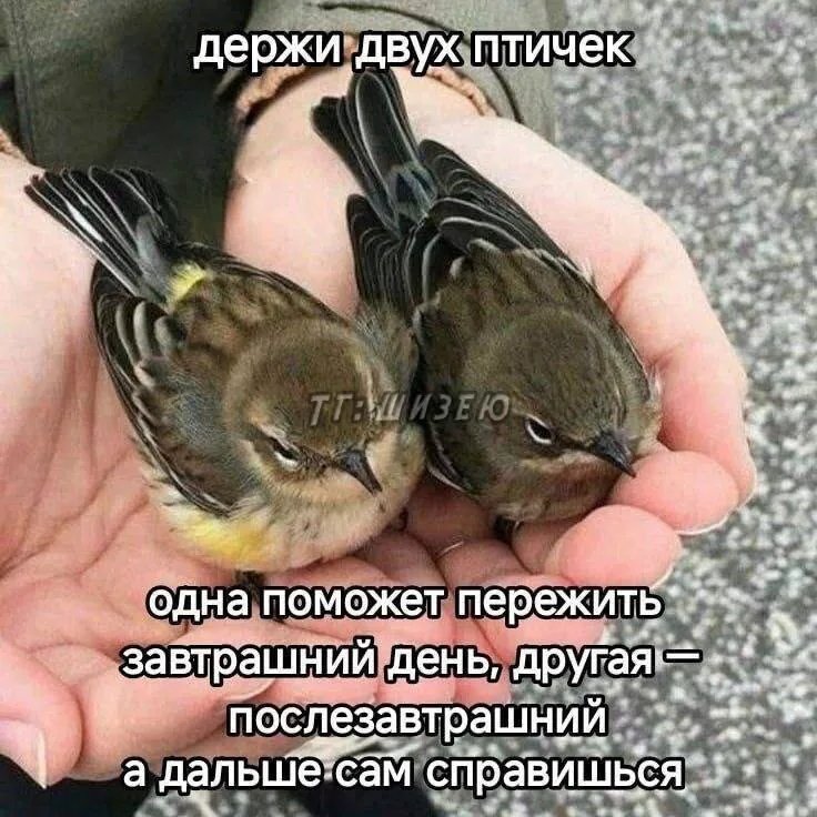 Пойду спать, что-то глаза слипаются, рассказать больно нечего, что то… — BillyPringle · Стрекоза