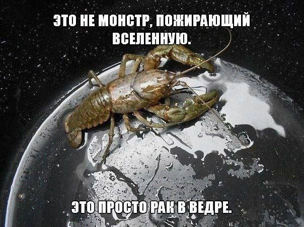 ЖОСКИ МЕМ — GALAYX · Стрекоза