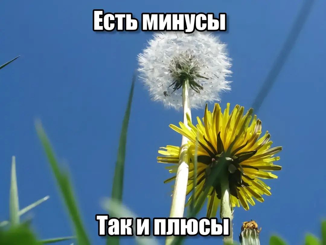 когда-нибудь у меня обязательно будет свой полноценный огород, как на… — upyach.ka · Стрекоза