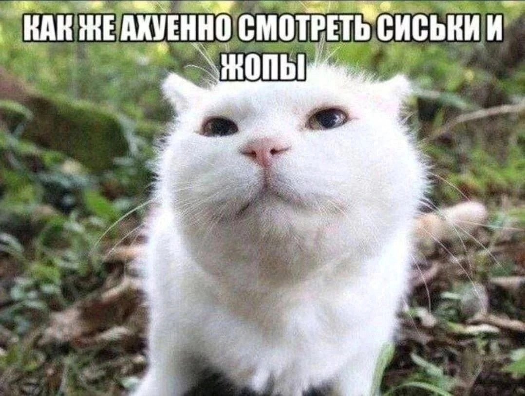 когда же лента станет как в вк из рекламы и сисяпись?... — afinogeeen · Стрекоза