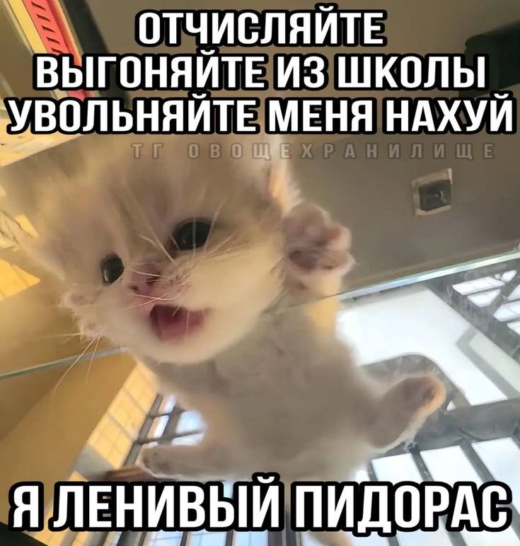 🎻 — Kpekepp · Стрекоза