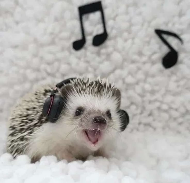 я люблю ёжиков! :D — hoggy · Стрекоза