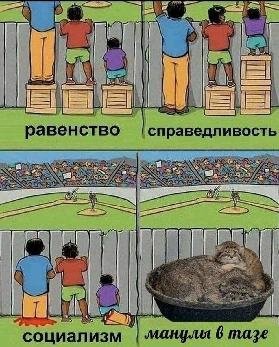 манулы в тазе — dagadus · Стрекоза